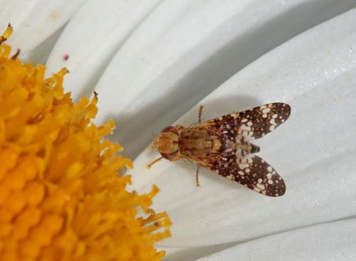 Réf. 208 482 : Oxyna flavipennis